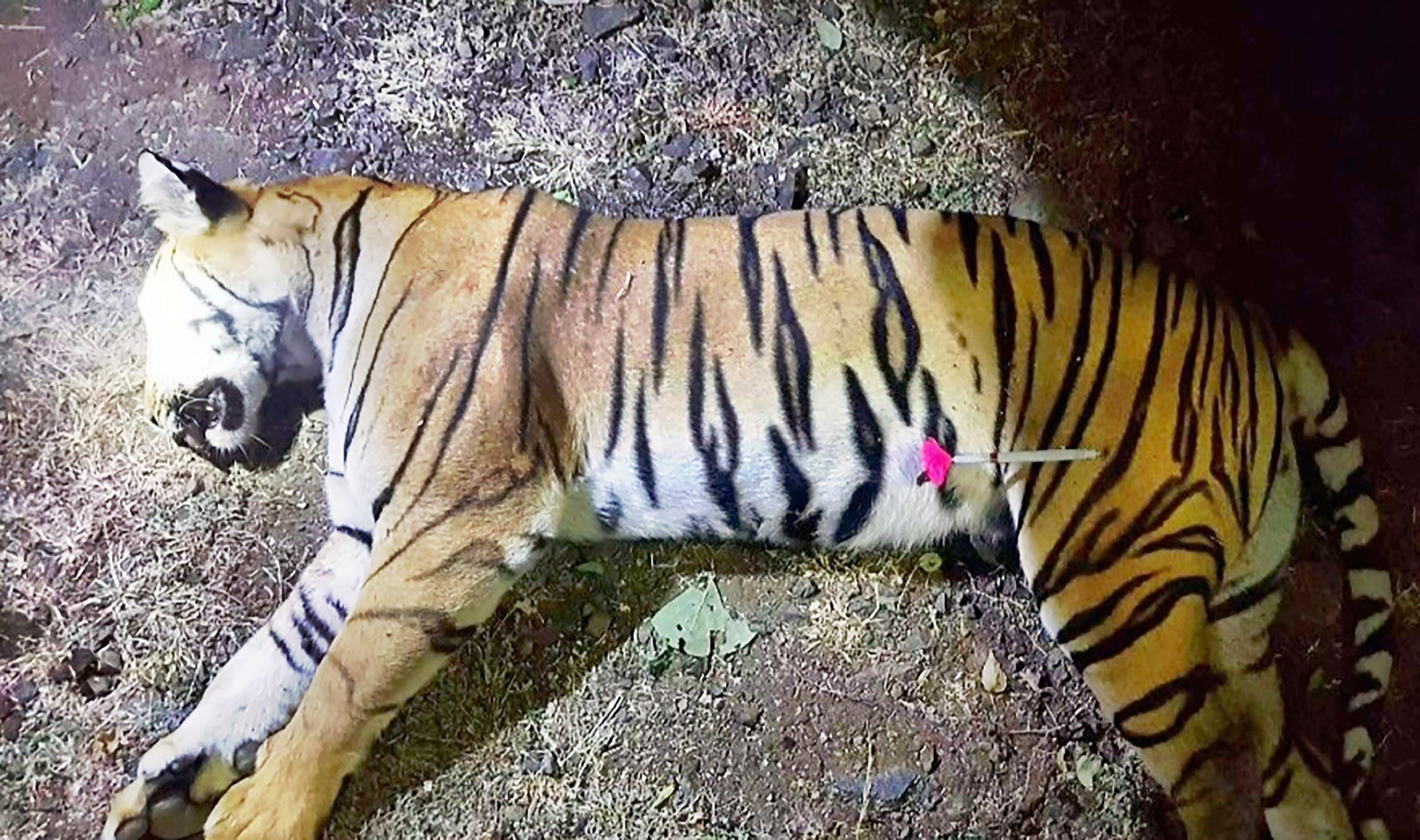Man-eating tiger shot dead in India after massive hunt, but details of  killing disputed | South China Morning Post