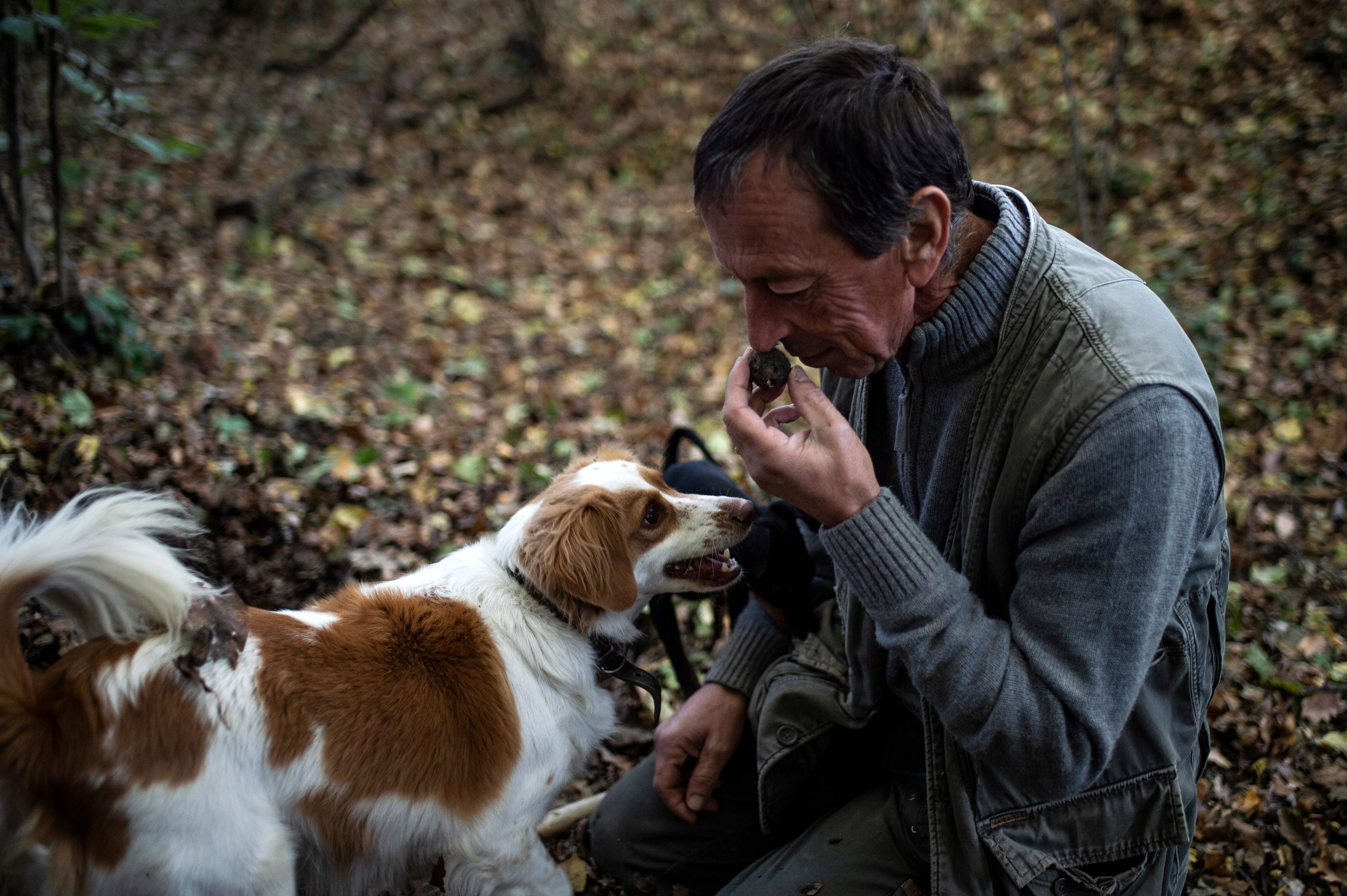 what dog can smell truffles