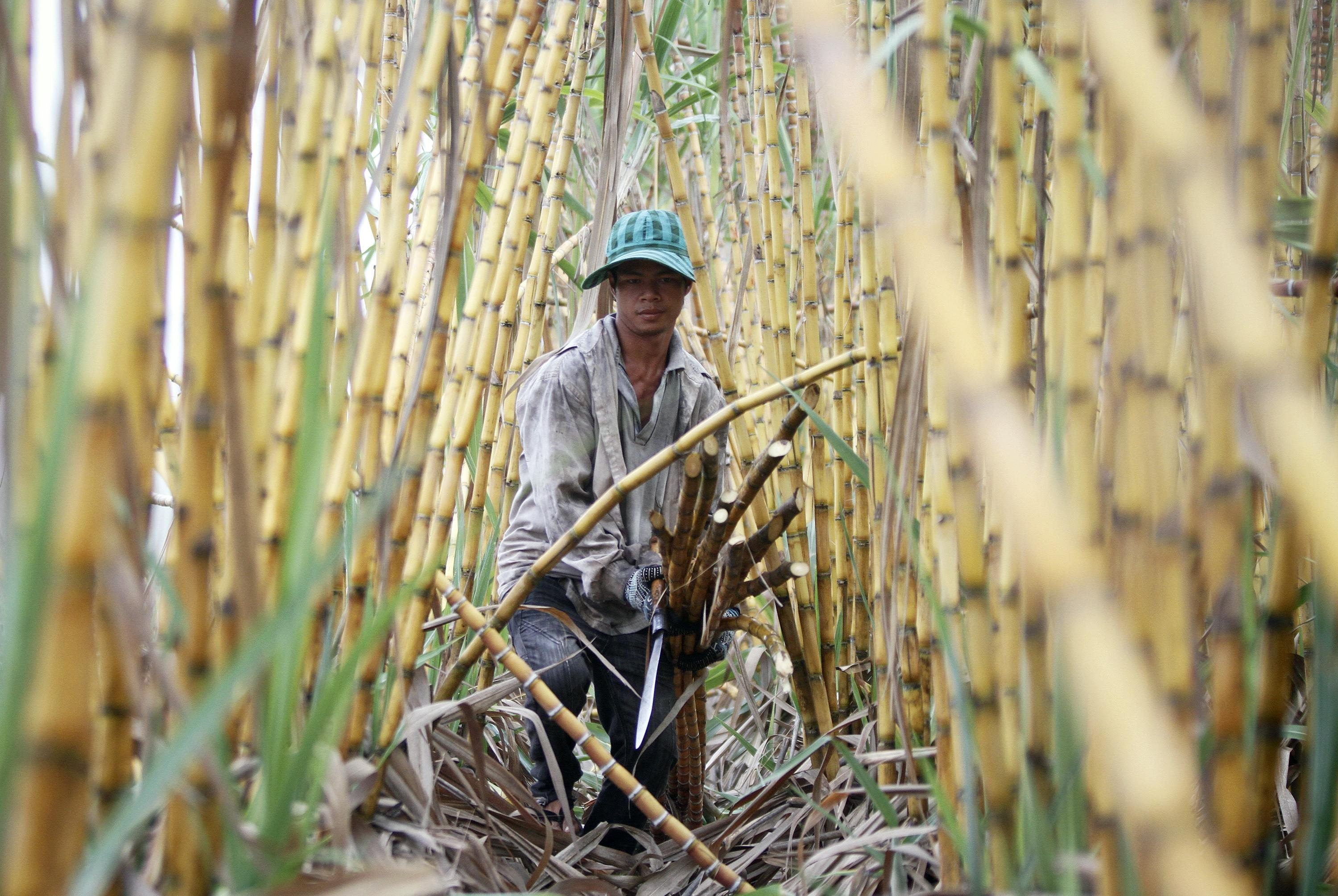 A sugar farmer in Kandal province, Cambodia. Photo: Reuters