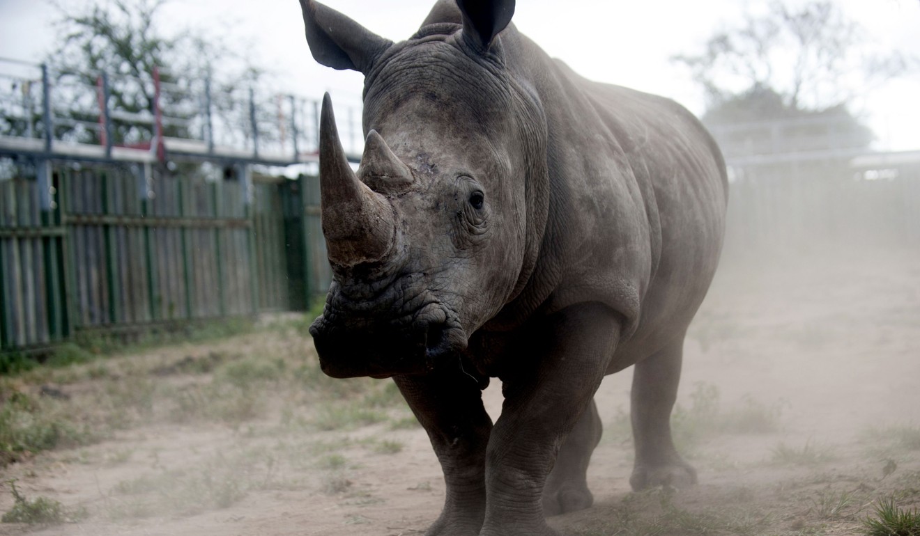 A rhino looking through the bars of its holding pen at the Kruger National Park in South Africa. Photo: AFP