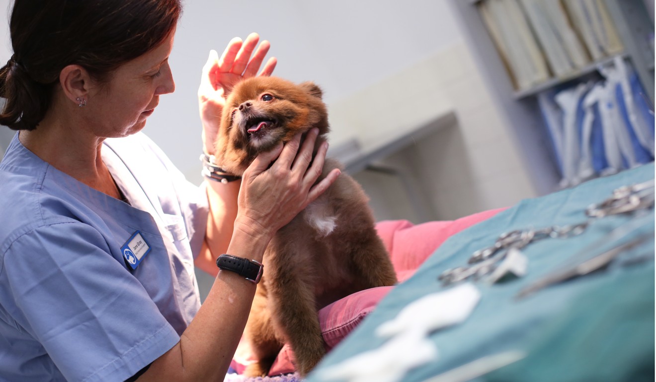 There are 978 registered veterinary surgeons in Hong Kong. Photo: Nora Tam