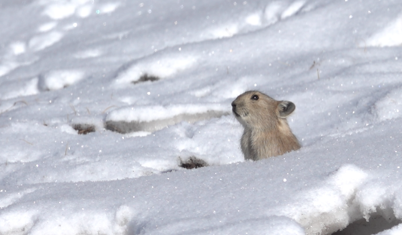 A pika on the Tibet Plateau.