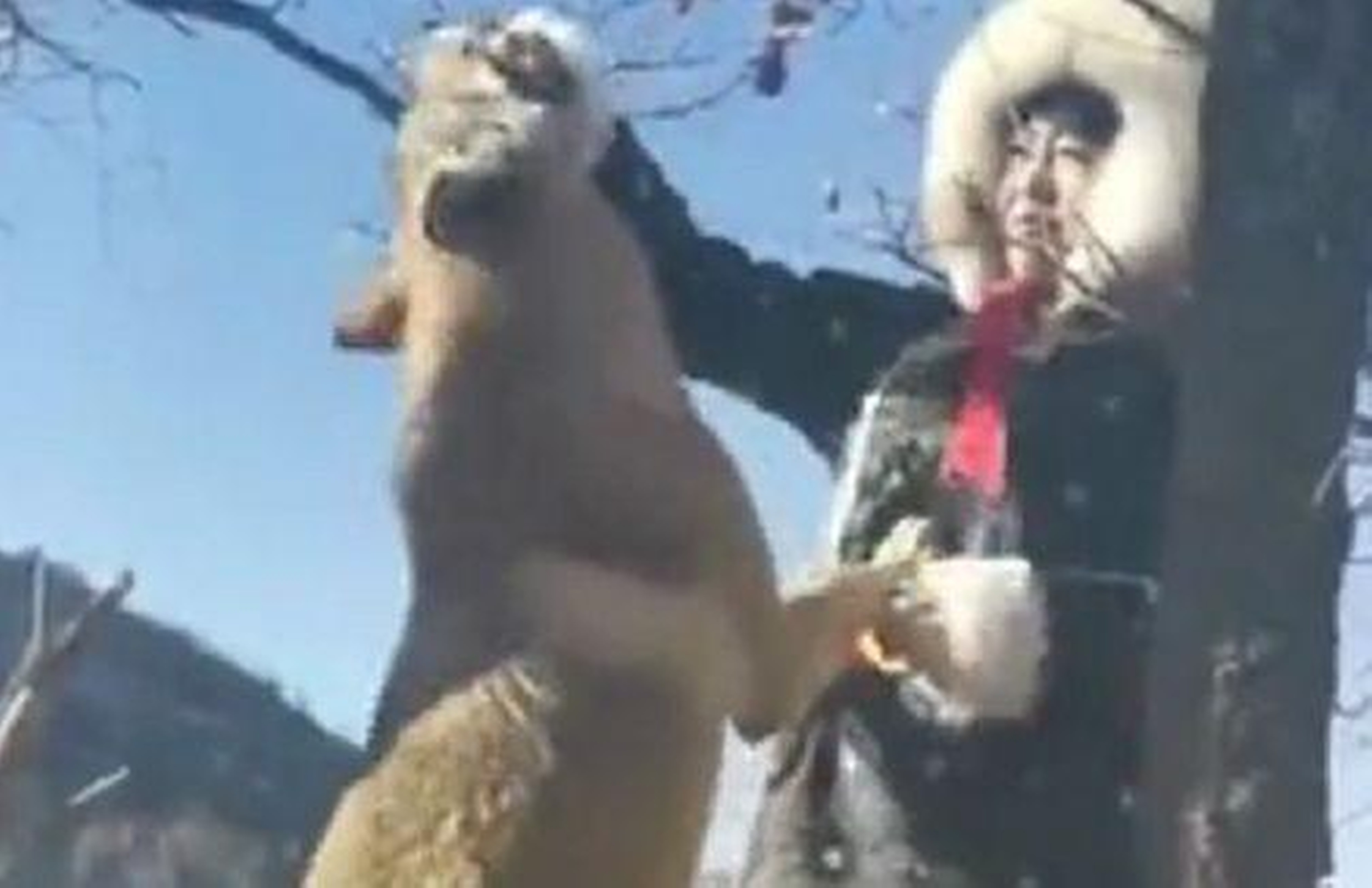 China's wolf woman feeds animals from her own mouth | South China Morning  Post
