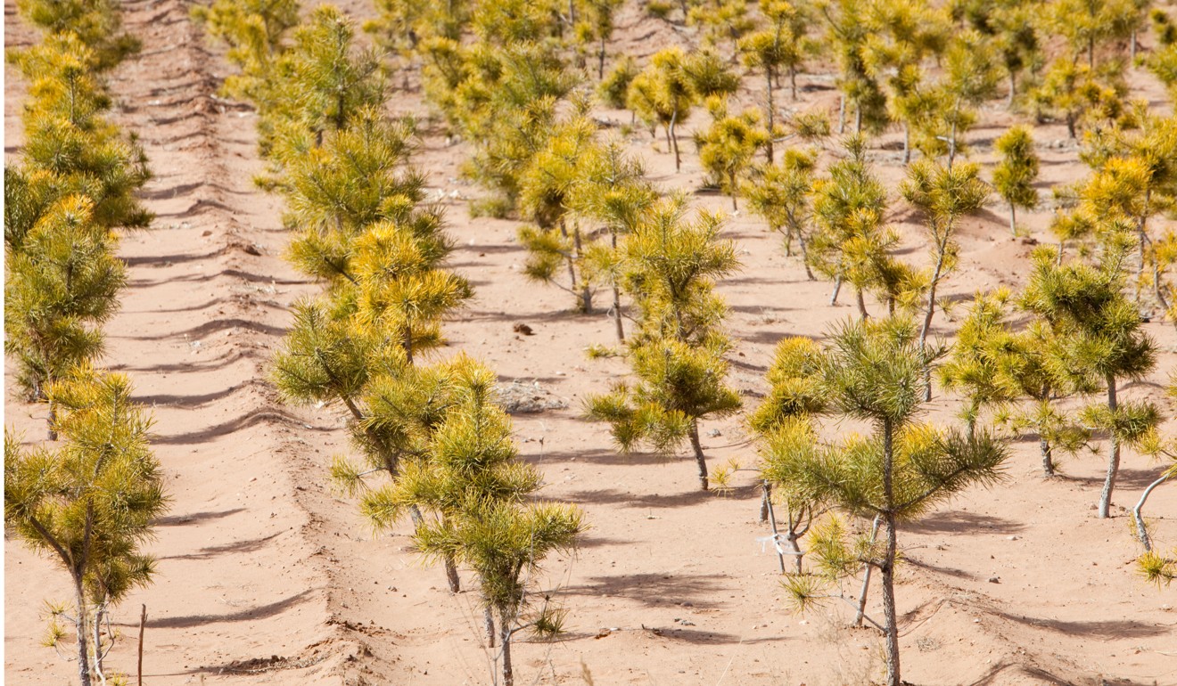 Define Afforestation in Short - Iowa Tree Planting