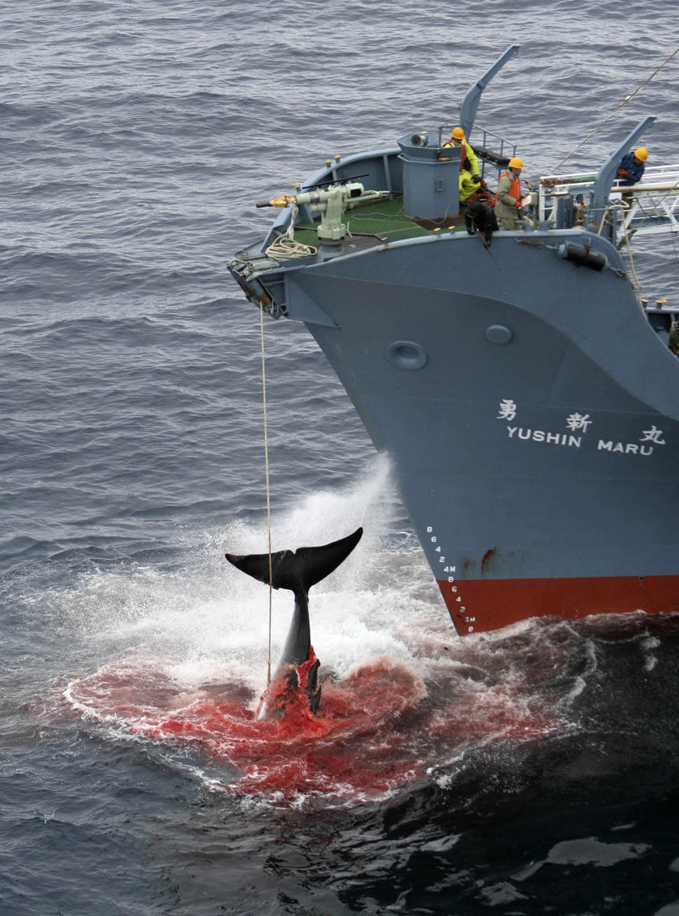 A Japanese ship captures a whale after harpooning the mammal in the Southern Ocean. Photo: AP
