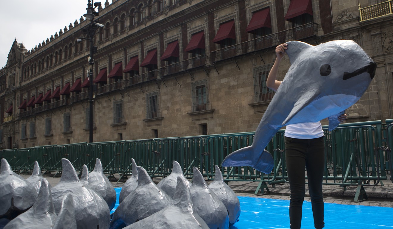 Campaigners with the World Wildlife Fund take their fight for conservation of porpoise populations to capital cities – here a paper mache replica of the critically endangered porpoise known as the “vaquita marina” is paraded in front of the National Palace in Mexico City. Photo: AP