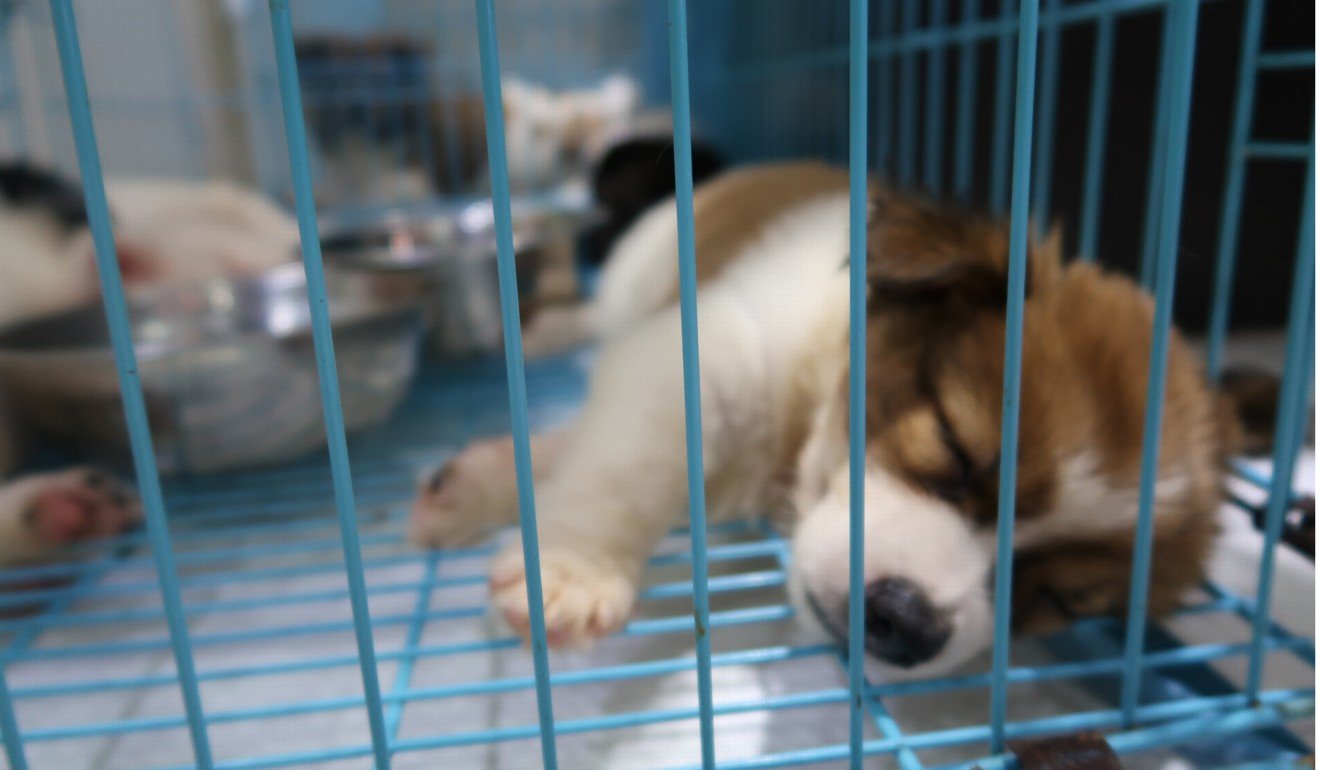 UK bans pet shops from selling puppies and kittens South China