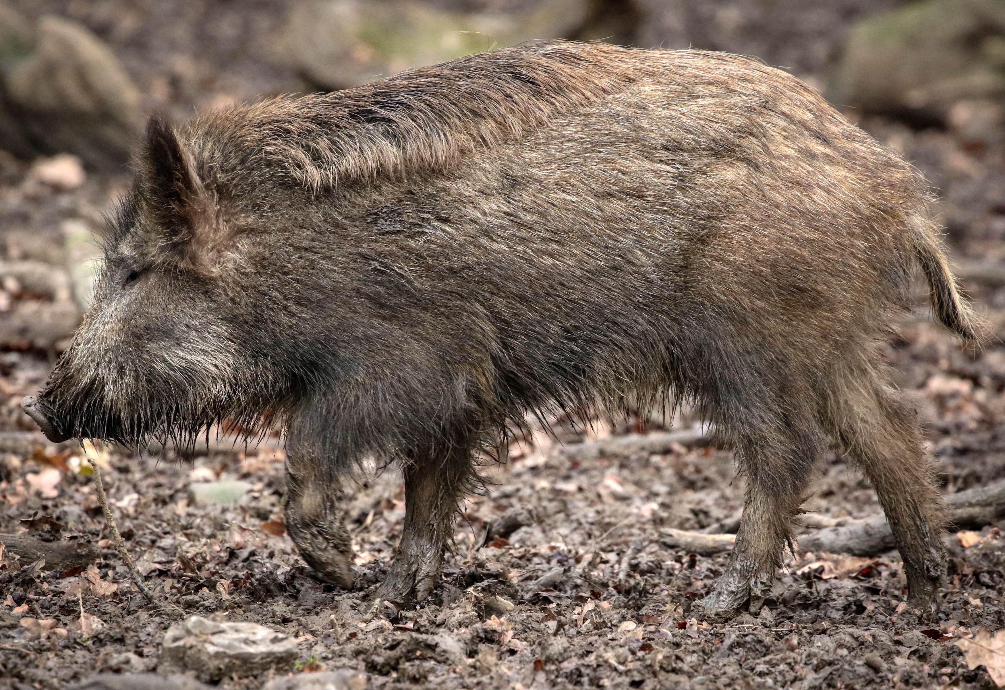 The Whole Hog How A Japanese Housewife Is Cashing In On The Country S Abundance Of Boar South China Morning Post