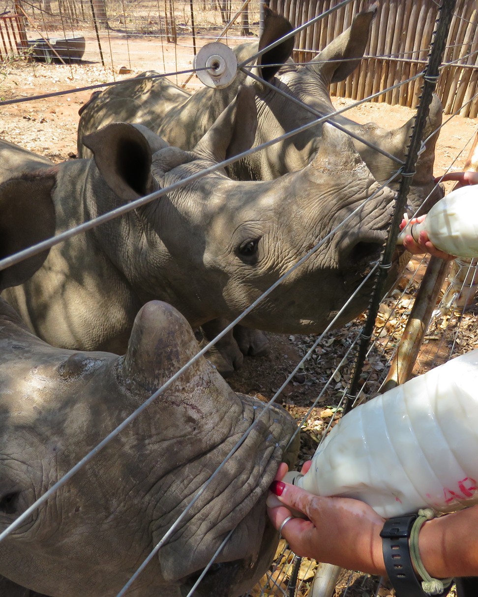 Calves at feeding time at the orphanage. Photo: Pavel Toropov