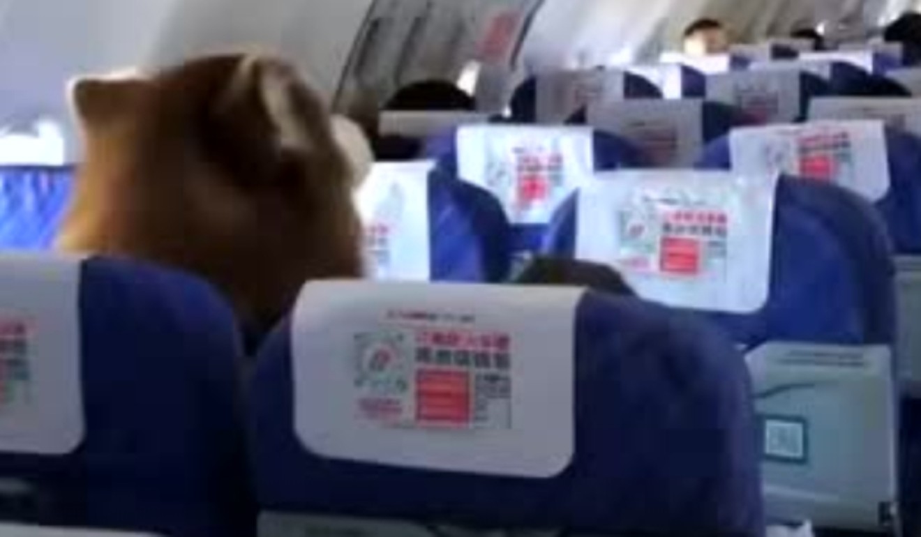 The video clip of the Malamute that joined its owner on a China Southern Airlines flight prompted some internet users to reveal that they would prefer to share their flights with dogs rather than children. Photo: Weibo
