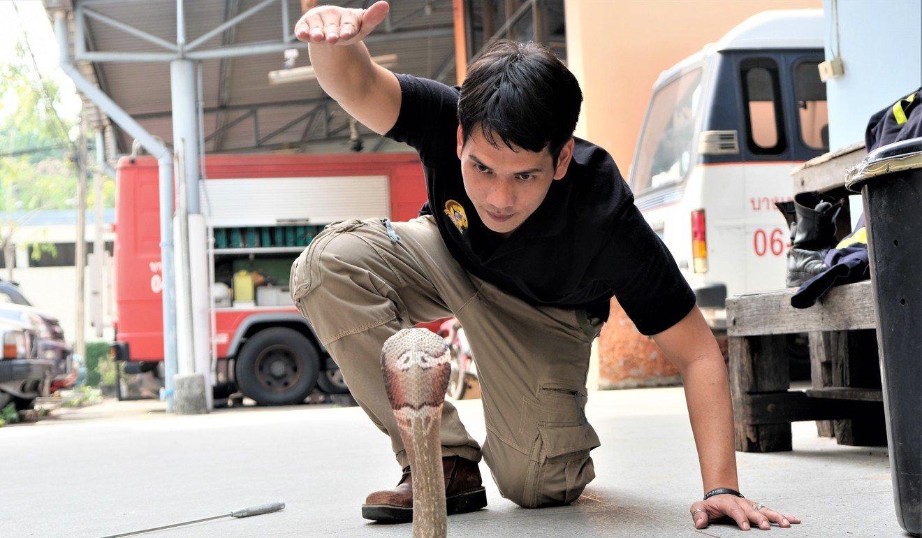 Thai snake enthusiastic Nirut Chomngam, who runs a popular YouTube channel and today joins Pukpinyo on his rounds, showing how to catch a cobra by distracting it. Photo: Tibor Krausz