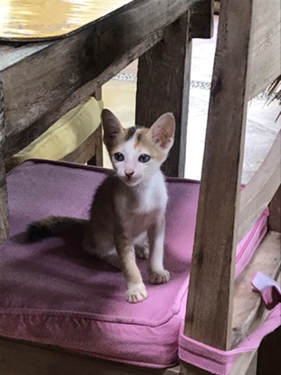 Swasti Eco Cottages hosts many pets in the village, including several kittens.