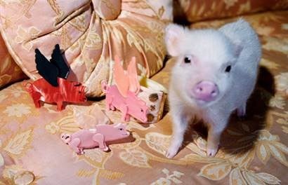 Gucci took a tongue-in-cheek twist for the Year of the Pig collection and featured Disney’s ‘Three Little Pigs’ motif. Photo: Courtesy of Gucci, The Three Little Pigs Disney