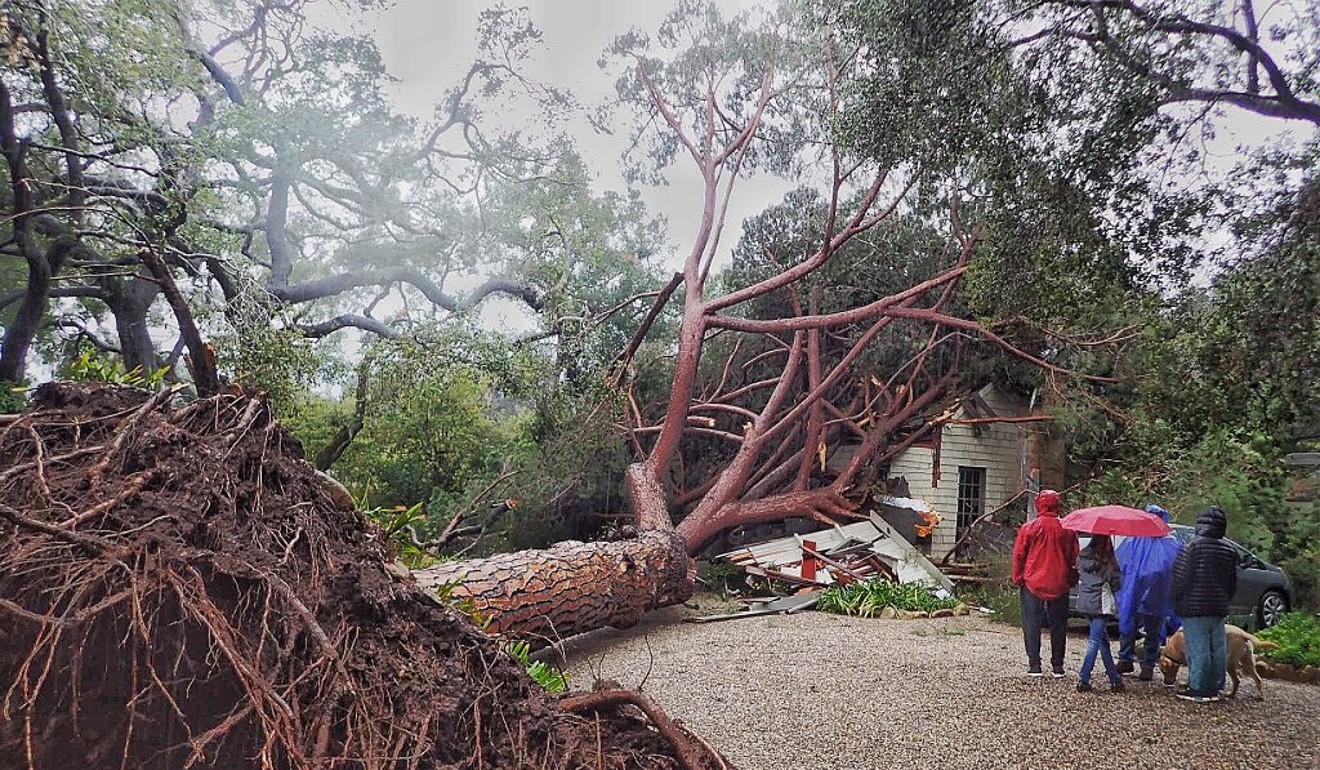 Дерево в бурю. Storm California. Буря деревья. Onyx Tree Storm.