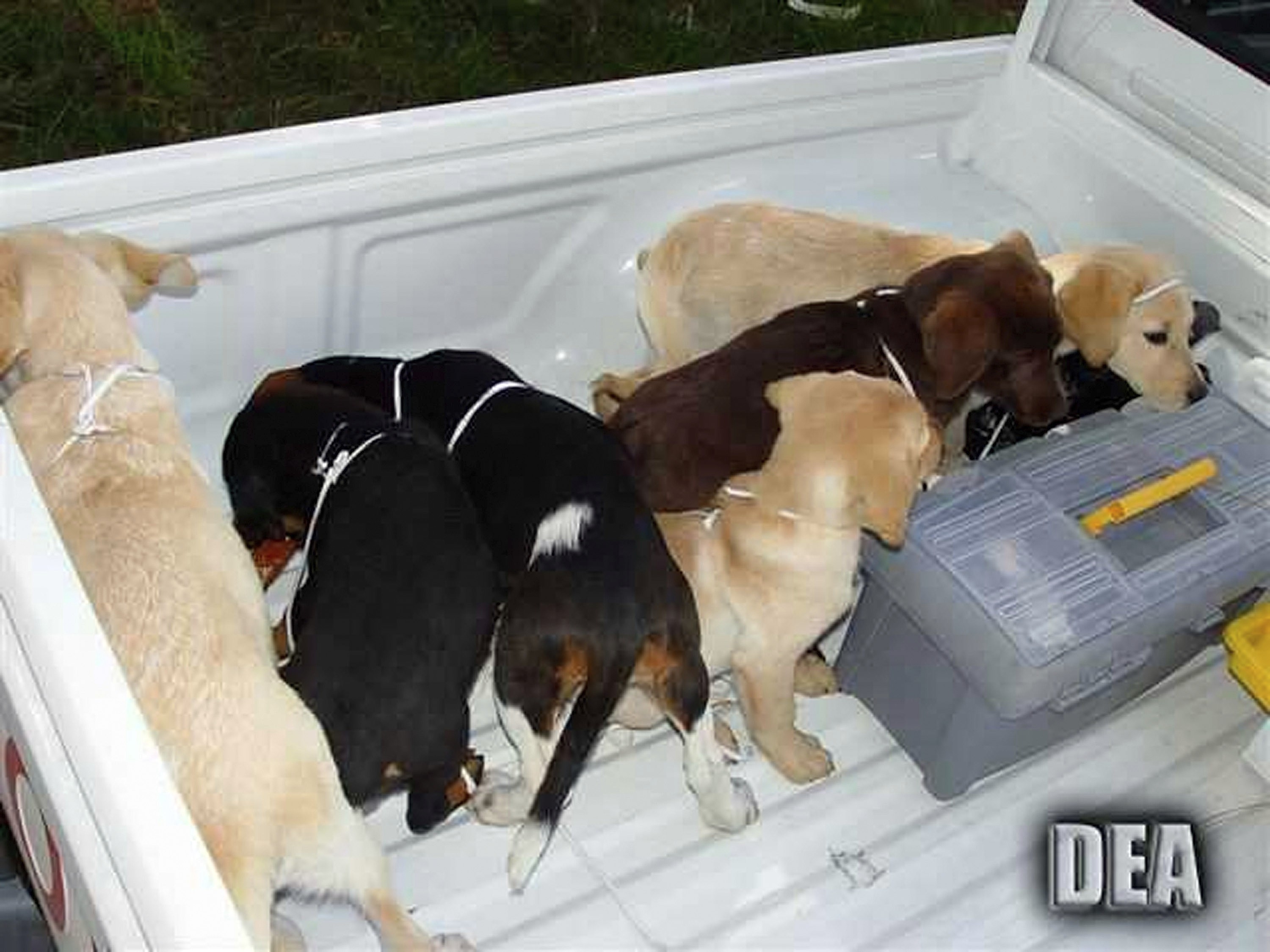 This 2005 photo provided by US Drug Enforcement Administration officials shows puppies rescued from a farm in Colombia destined for use by a veterinarian working for a Colombian drug trafficking ring. Veterinarian Andres Lopez Elorez used the puppies to smuggle packets of liquid heroin on commercial flights to New York City, where the heroin packets were eventually cut out of the puppies, who died in the process, officials said. Photo: AP