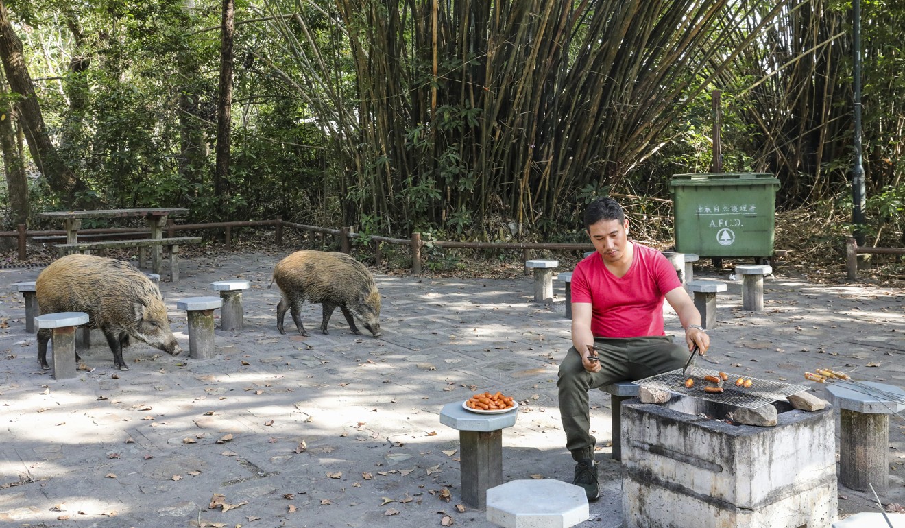Feeding wild animals is illegal in four country parks. Photo: Felix Wong