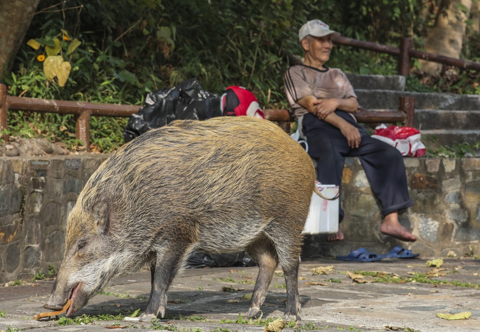 The city’s wild pig problem is worsening. Photo: Felix Wong