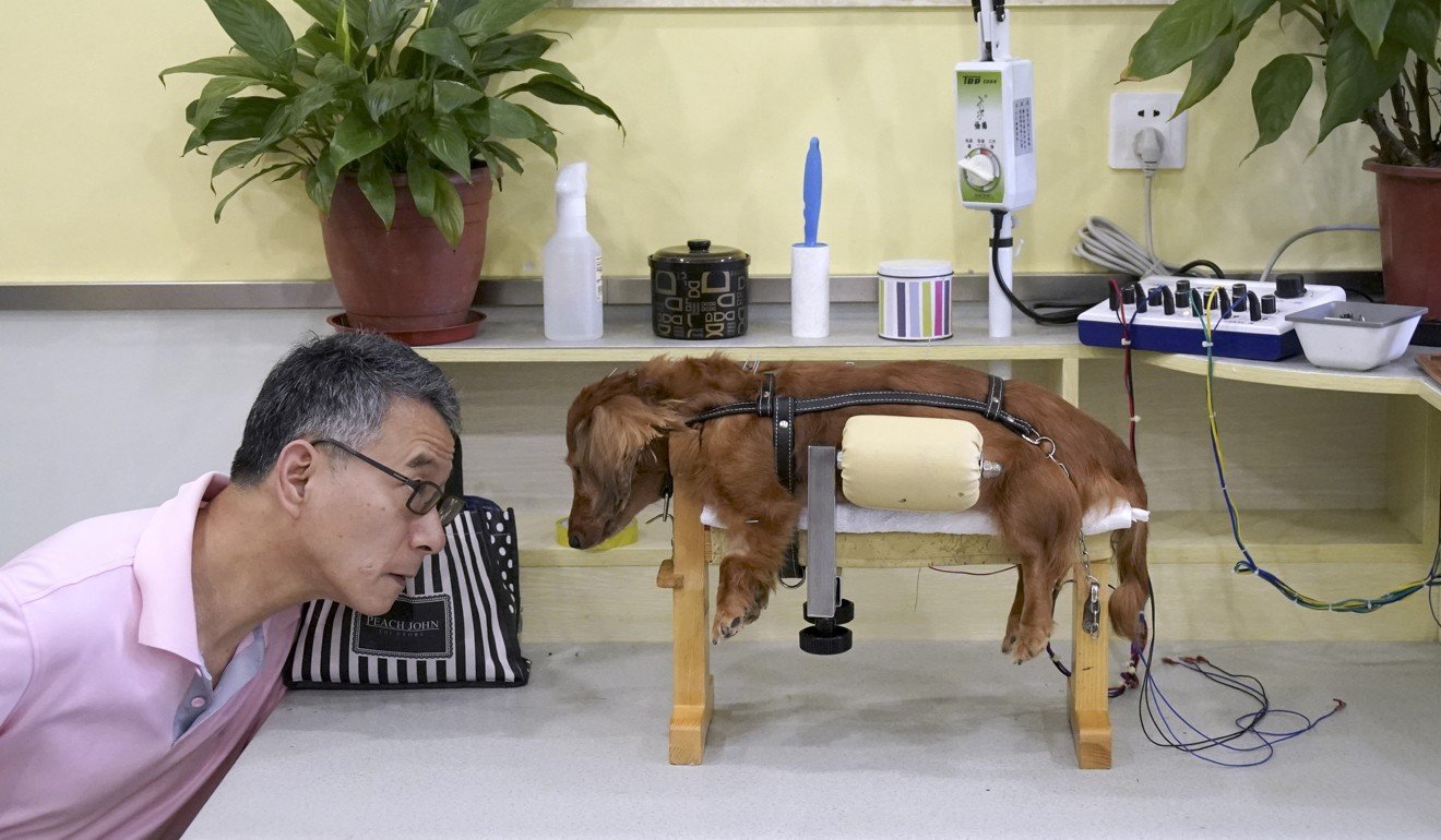 A dog receives treatment at a Shanghai traditional Chinese medicine animal health centre. Photo: Reuters