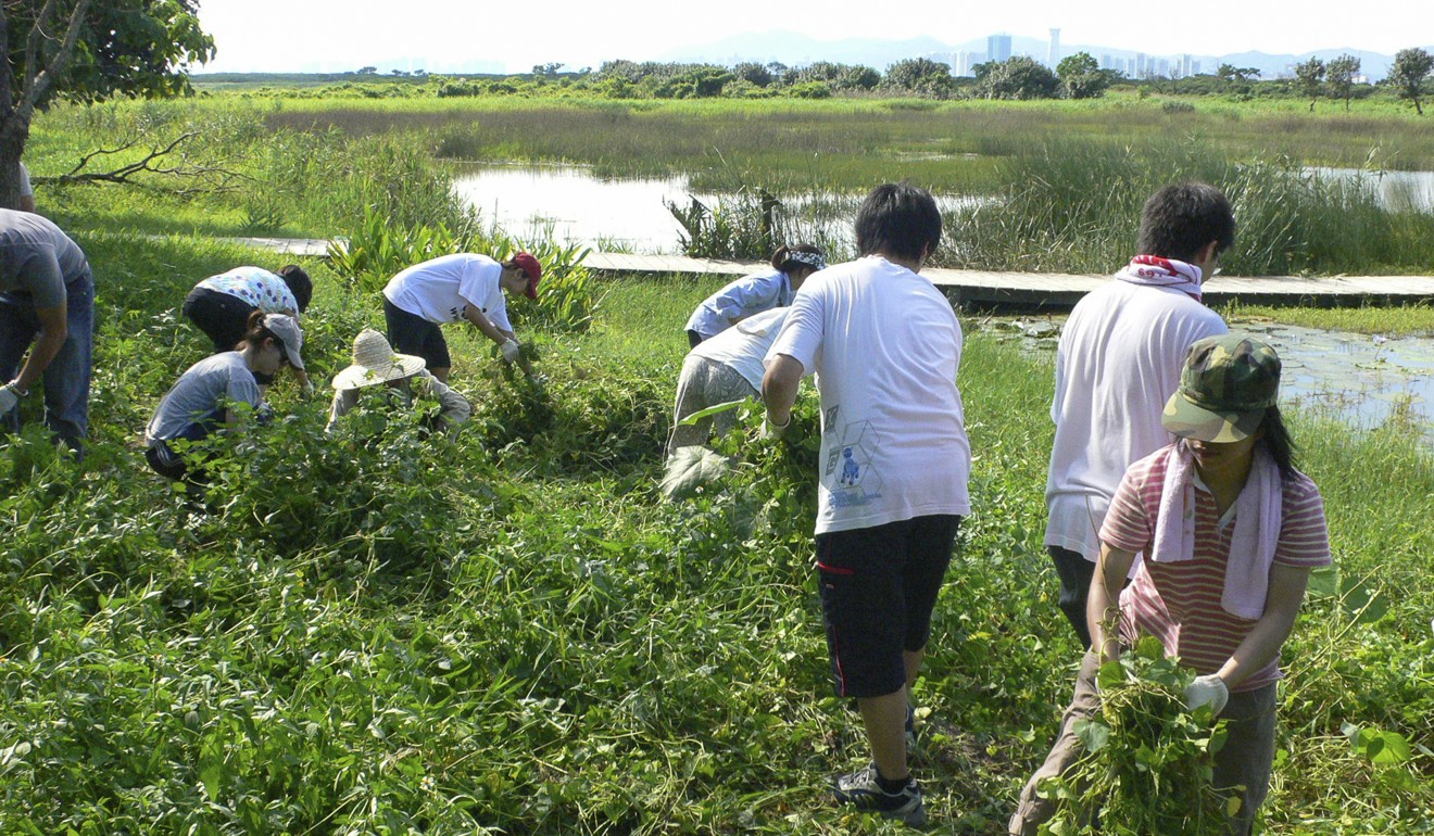 Volunteers clear weeds at Mai Po nature reserve. Photo: WWF
