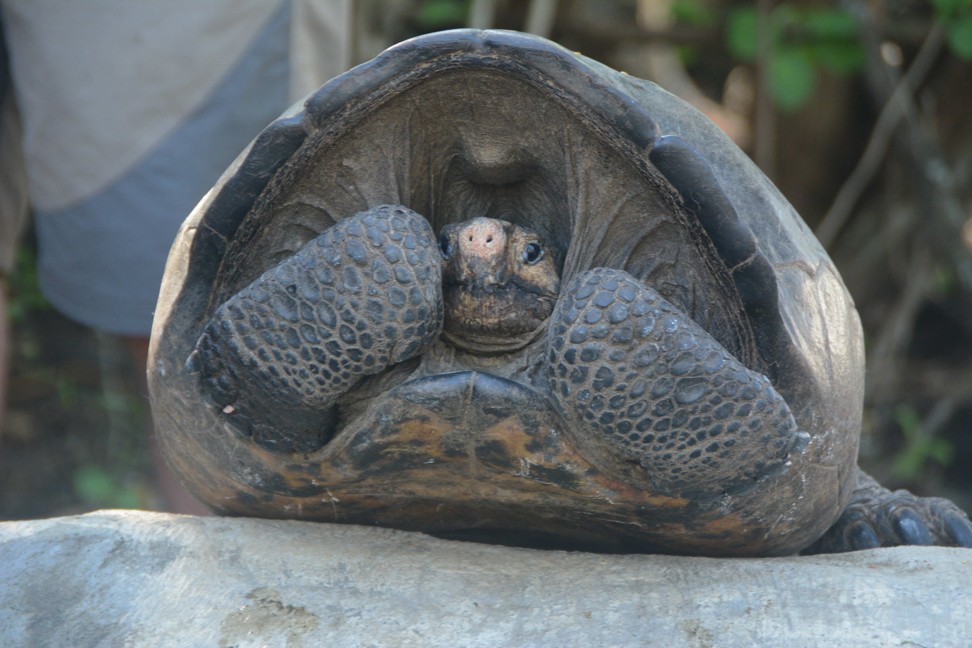 She lives! Fernandina Giant Tortoise, a species thought extinct for a ...