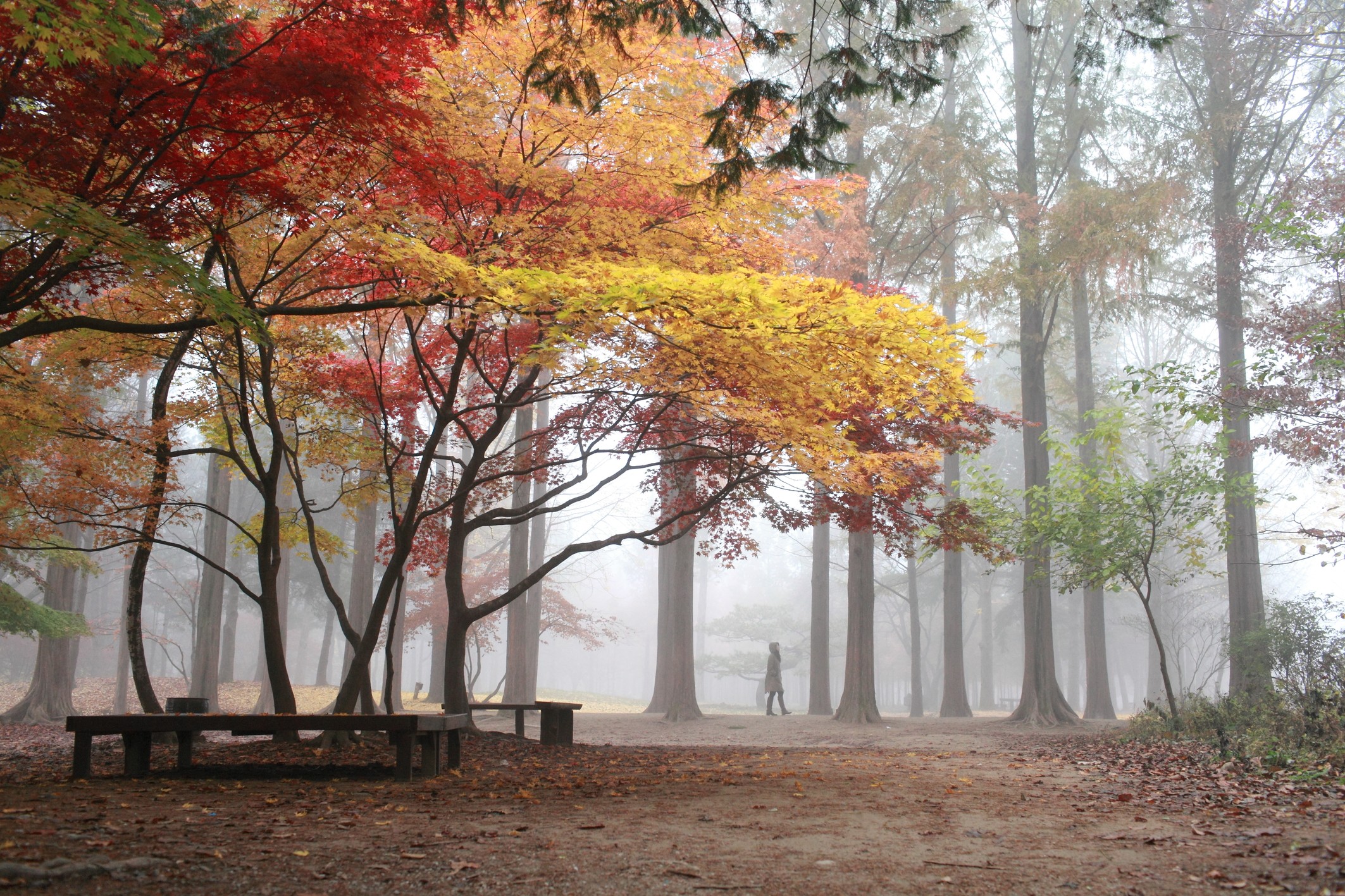 Nami Island’s stunning scenery features in scenes in the hit 2002 South Korean television drama series, ‘Winter Sonata’. Photo: Korea Tourism Organisation