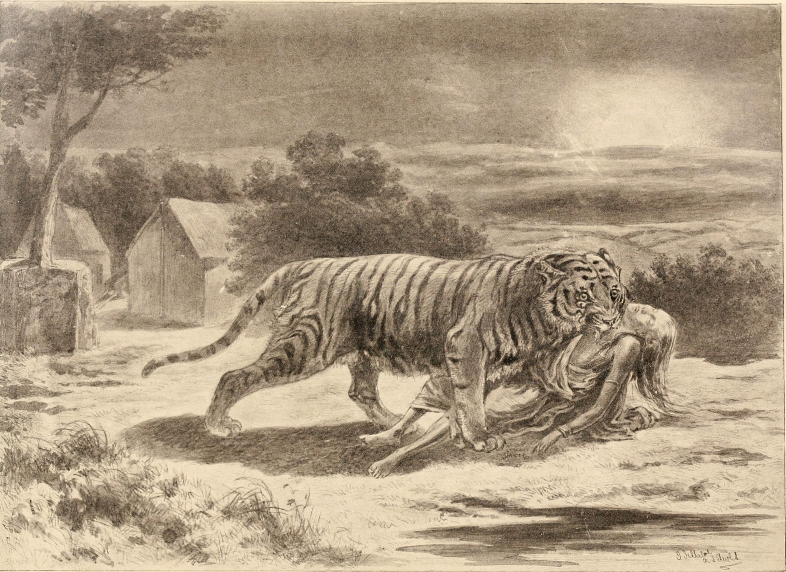 Undated vintage artwork of the Champawat tiger.