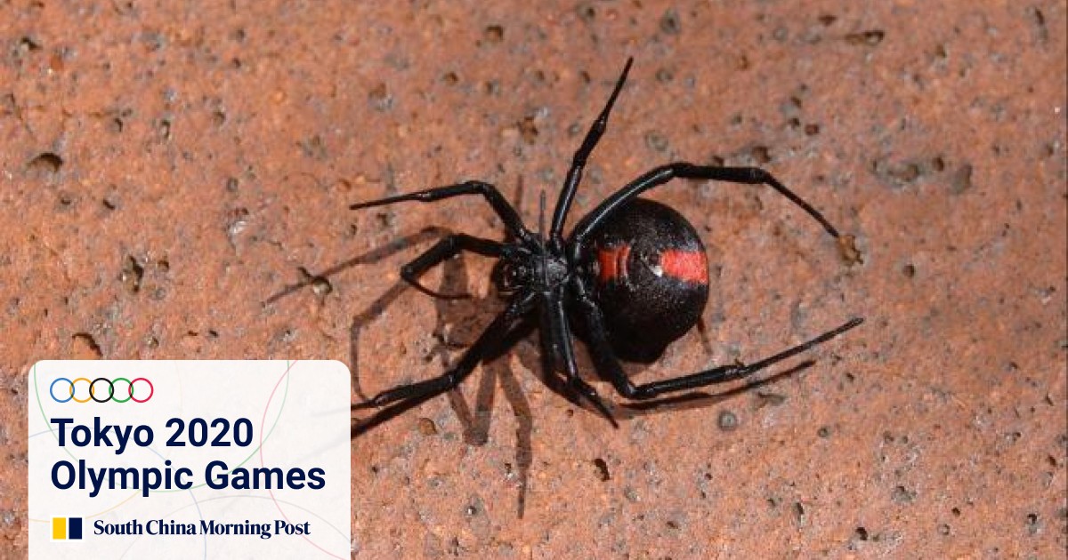 Australian redback spiders spread their legs across | South China Morning Post