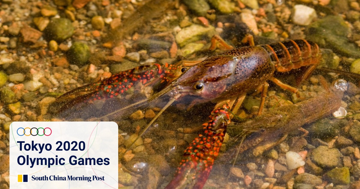How American Crayfish Invaded Chinese Hearts And Stomachs And How To Cook And Eat Them Safely South China Morning Post