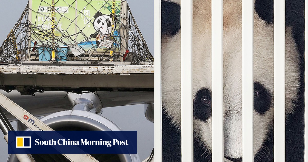 Pandas Finally Arrive In Malaysia After Being Delayed By Mh370 Controversy South China Morning Post