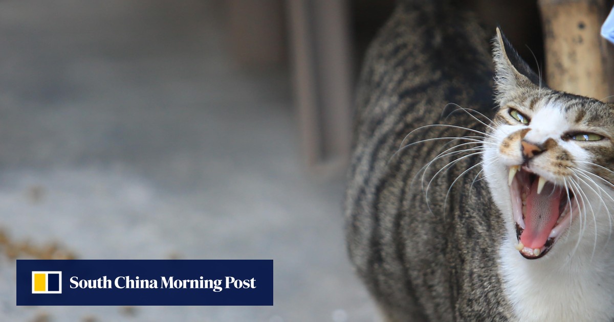 94+ Vegan cat illegal Best Cute Cat Photos
