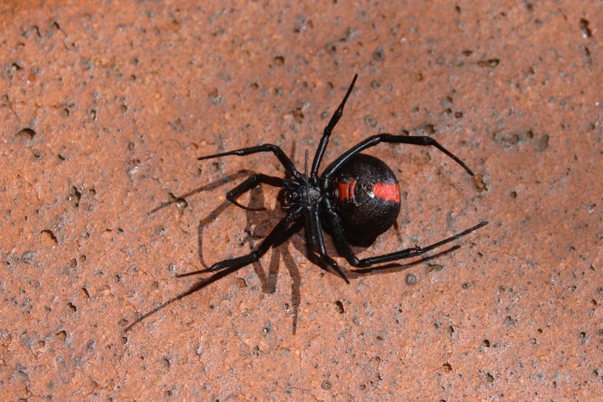 Venomous redback spiders zero in on Tokyo | South China Morning Post