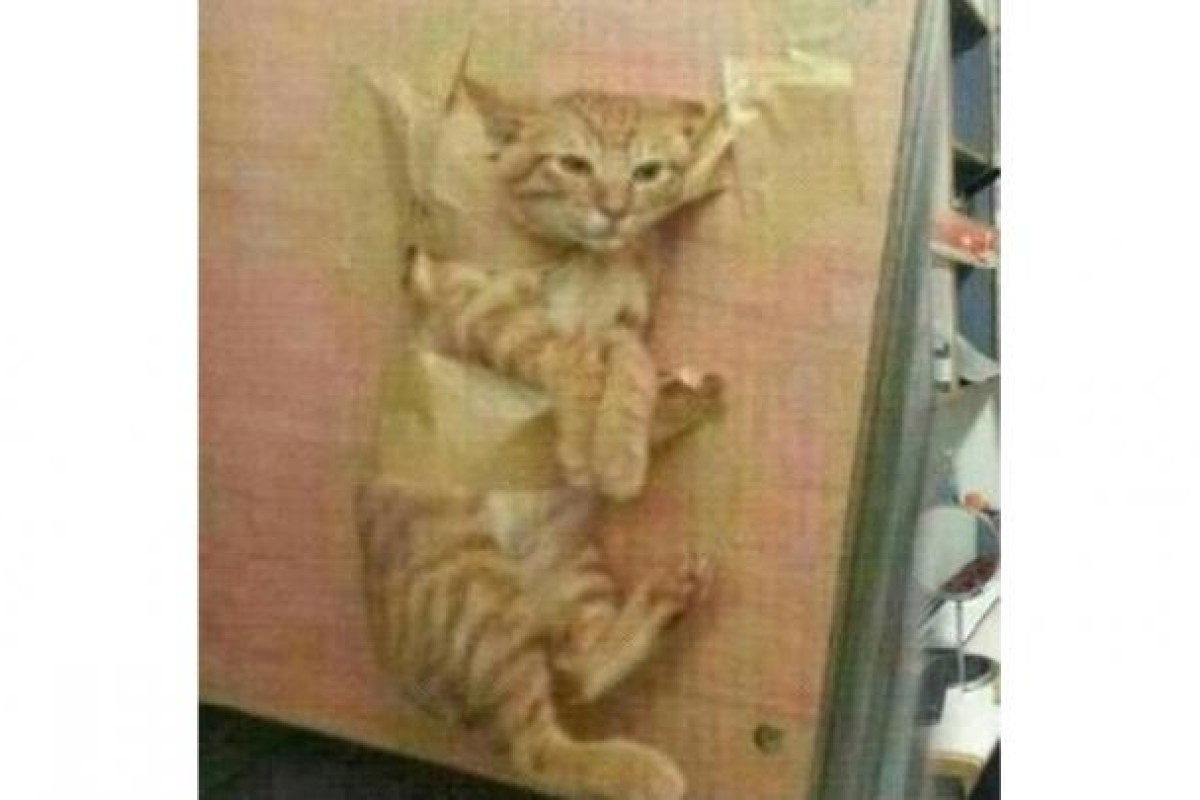 City University student who taped his cat to a wall turns himself in