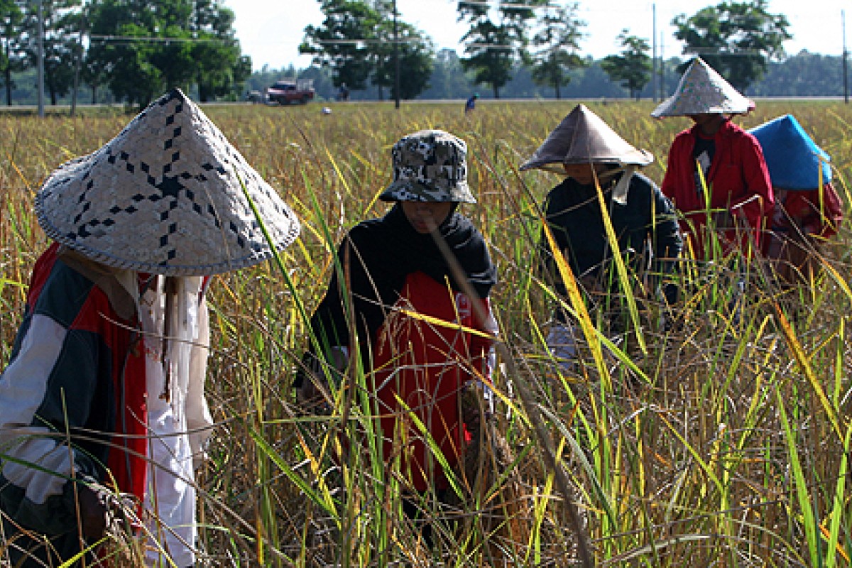 Thailand loses rank of 'world’s top rice exporter' South China