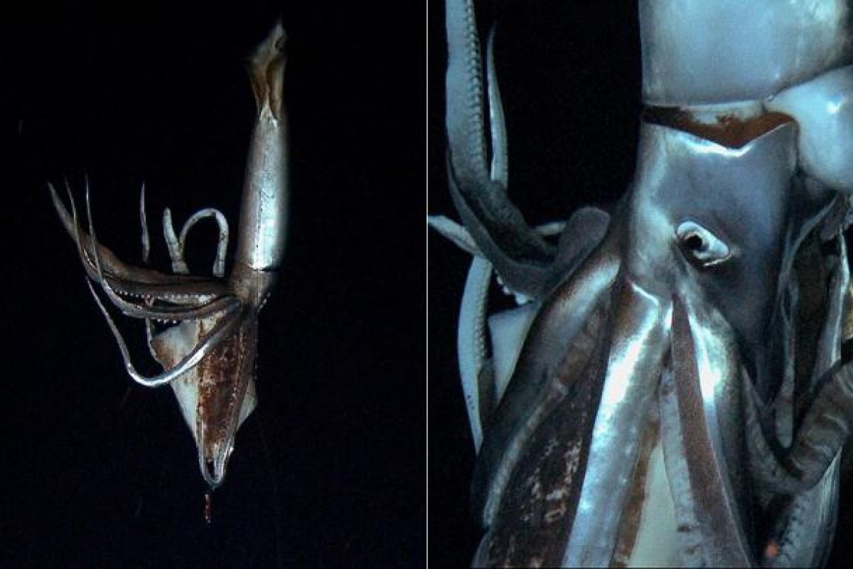 Japanese Scientists Film Deep Sea Giant Squid South China