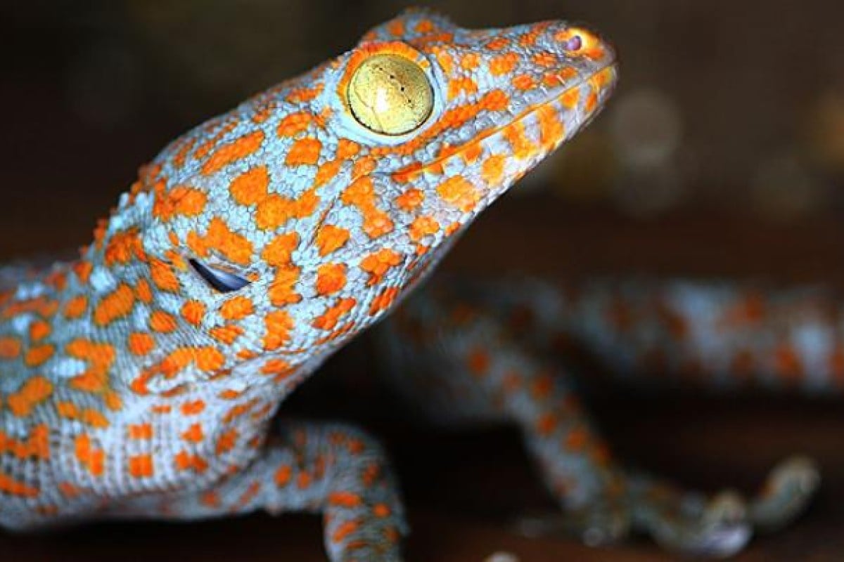 Tokay gecko populations decline due to overhunting, say activists ...