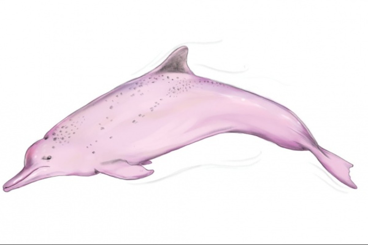Video Of Grieving Pink Dolphin Mother Underscores Plight Of