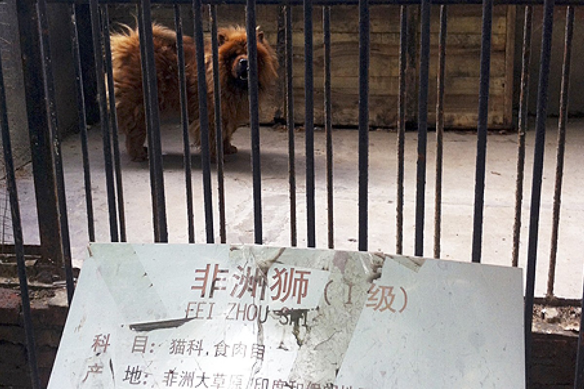 Henan zoo that passed off dog as lion closes | South China Morning Post