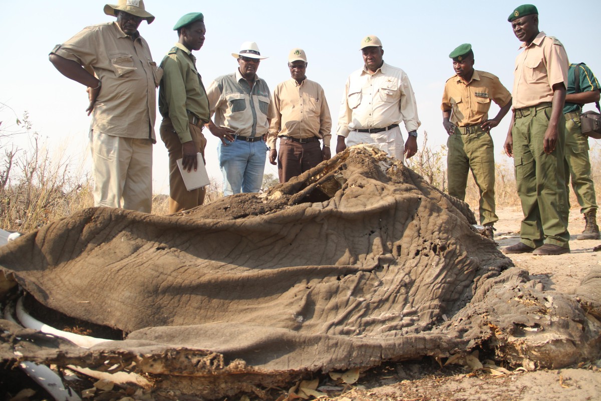 Elephants in Zimbabwe fall prey to cyanide poisoning by ivory poachers