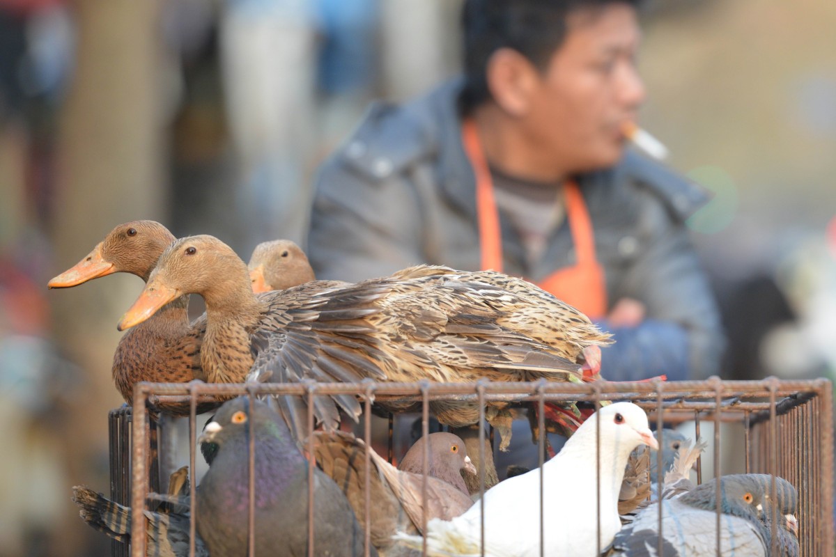 Two more people have H7N9 bird flu in Guangdong | South ...