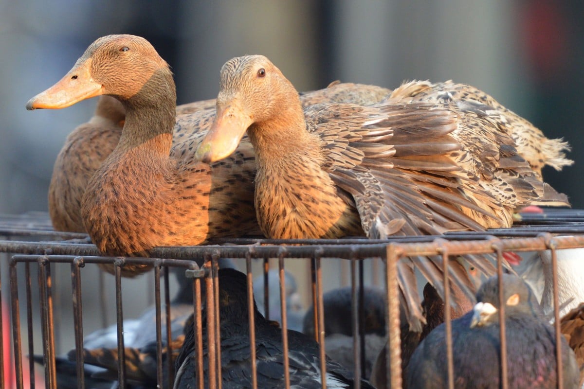 Vietnam confirms first bird flu death in nine months South China