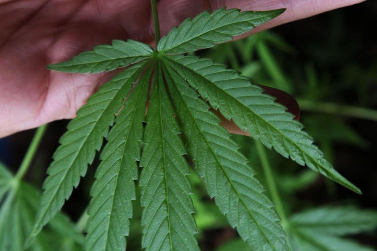 Japanese drug smugglers use online shoppers as mules South China