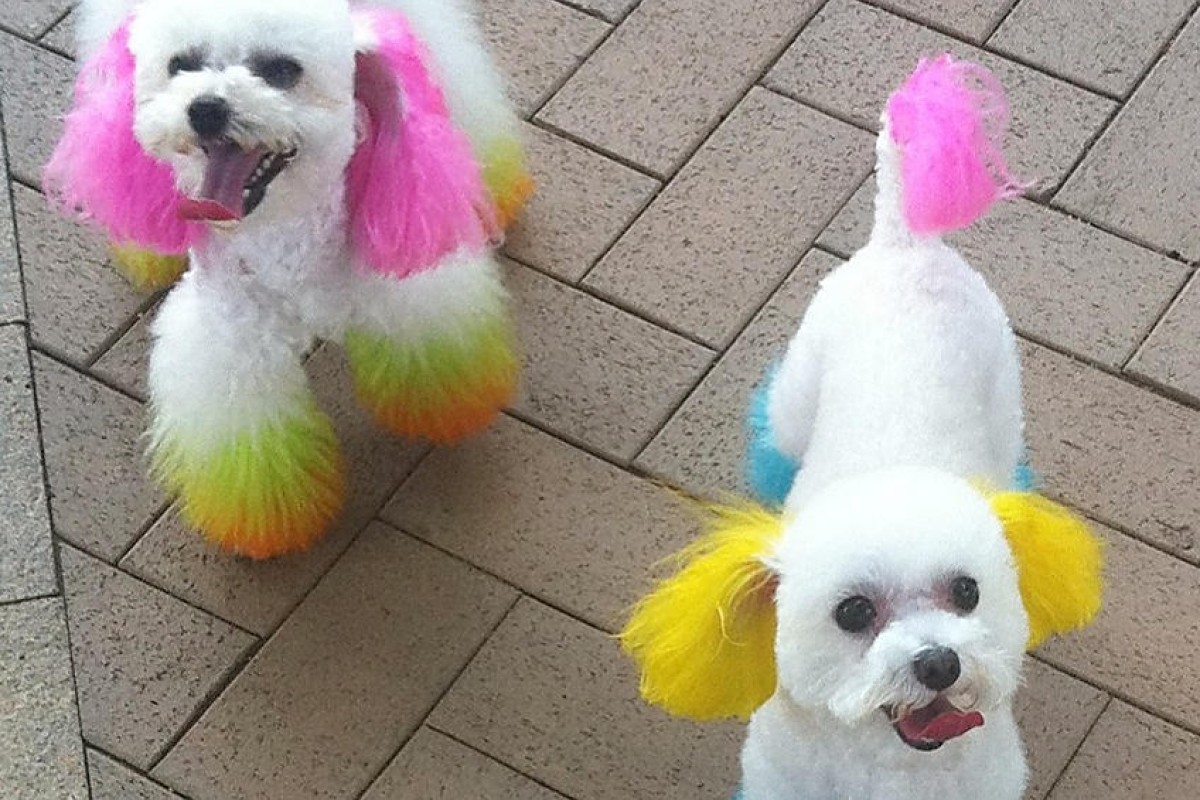 Hong Kong Fad Of Dyeing Dogs Fur Could Prove Fatal Animal Welfare Experts South China Morning Post