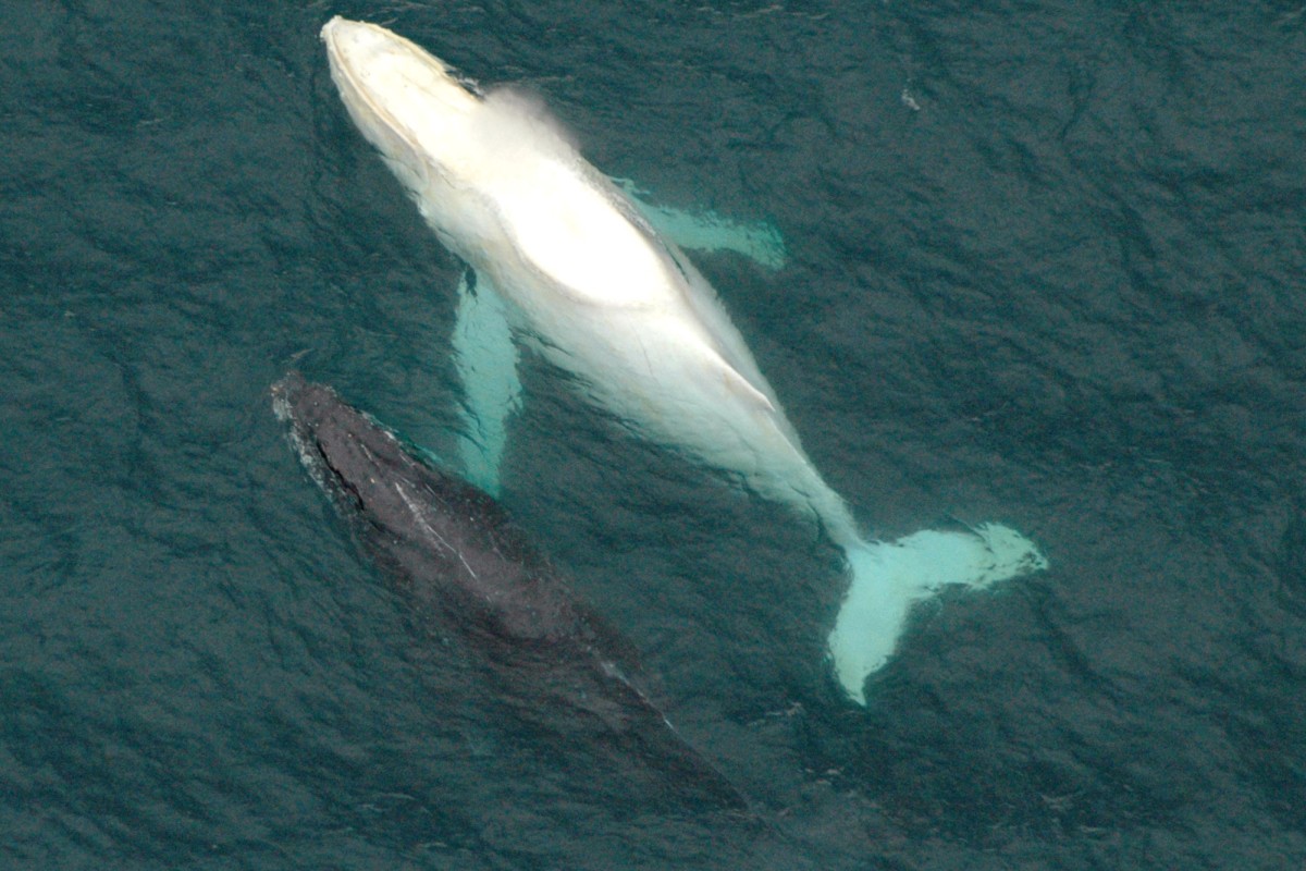 Very Rare White Humpback Whale Spotted Off Australia | South China ...