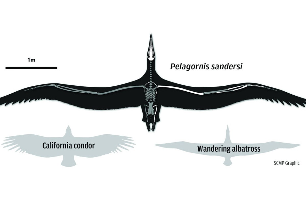 longest wingspan