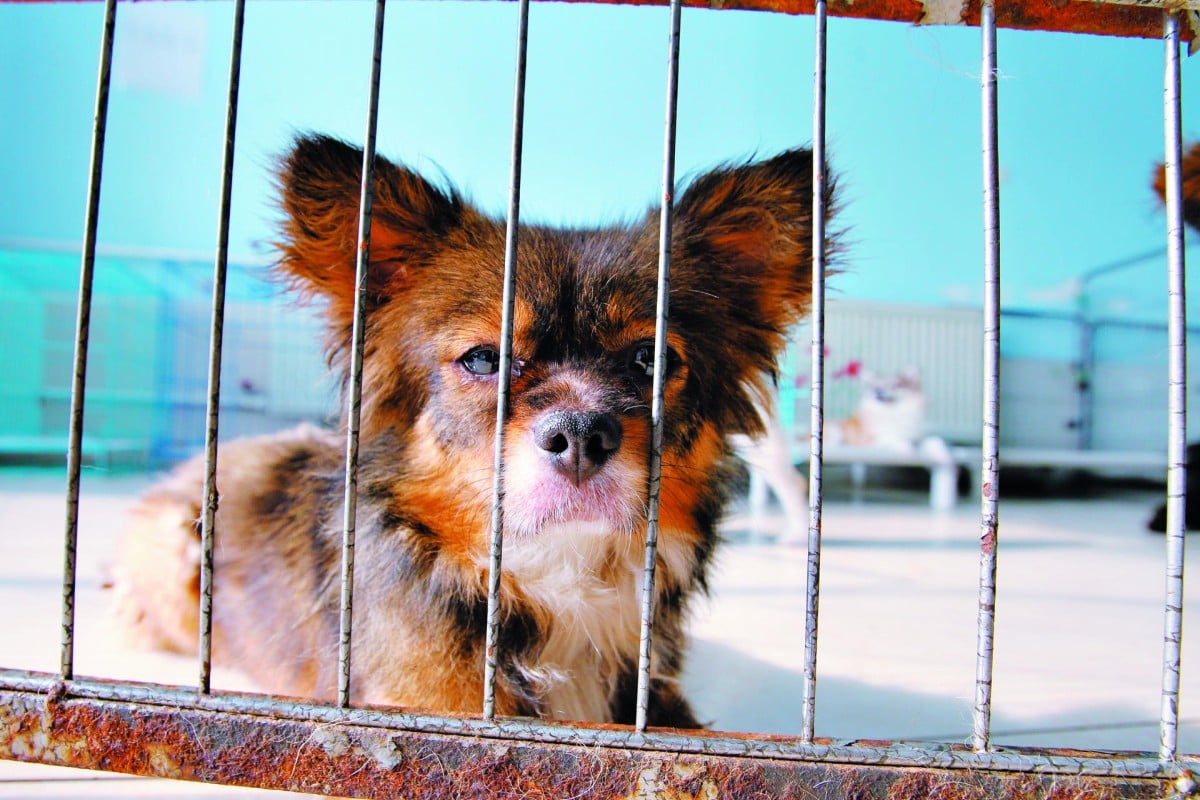 Friends In Need The Struggle To Save Beijing S Stray Cats And Dogs A Resident Of The Little Adoption An Animal Shelter In Shunyi Beijing