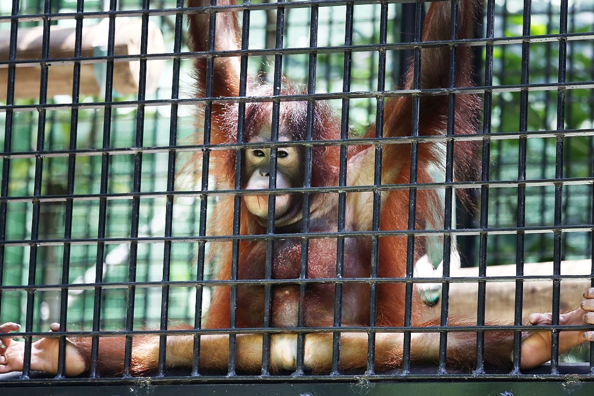 Hong Kong zoo animals 'need laws to protect their psychological welfare' |  South China Morning Post