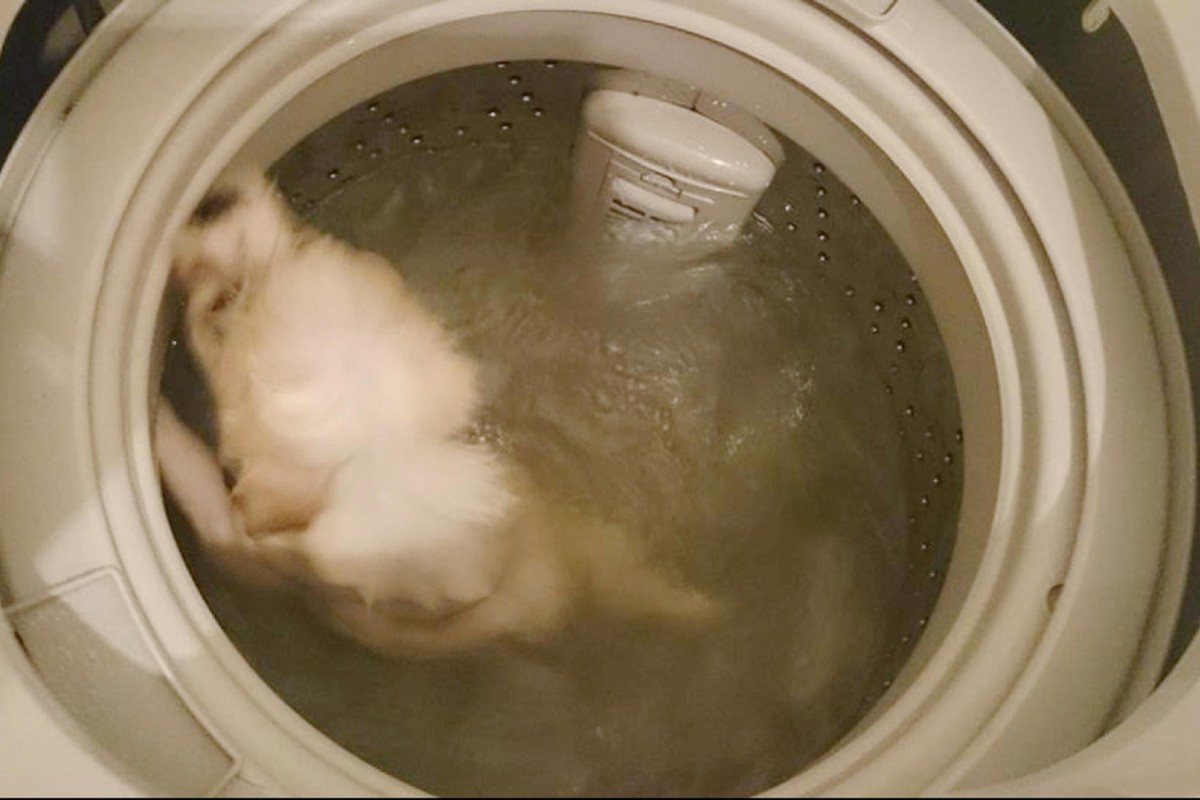 dog washing machine