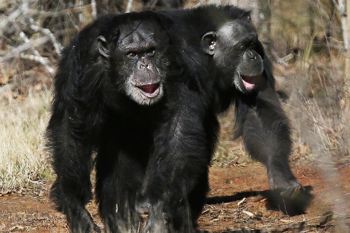 Chimpanzees wired for war, 50-year study in Africa shows | South China