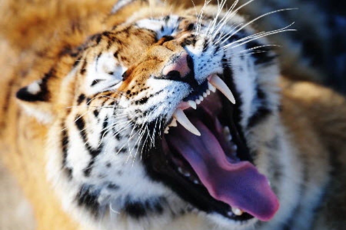 Endangered Siberian tiger swims over to China South China Morning Post