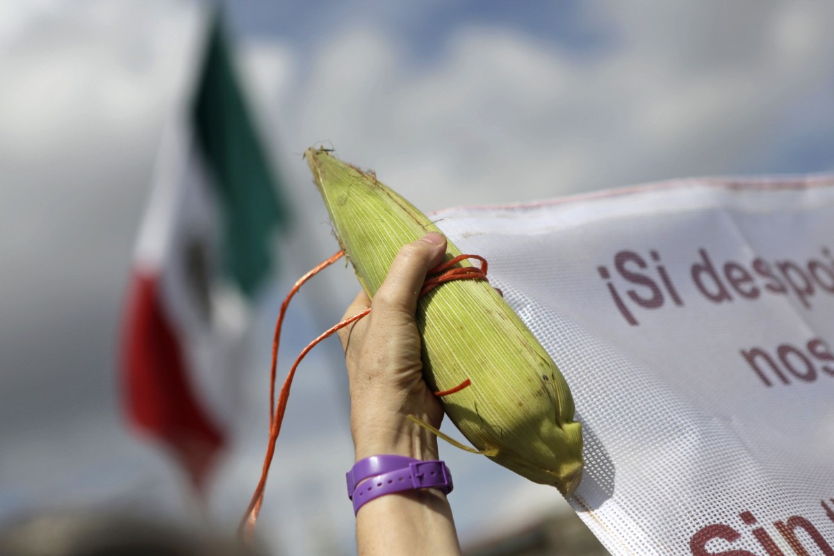 China Should Impose Tougher Checks On Genetically Modified Soy Imports 
